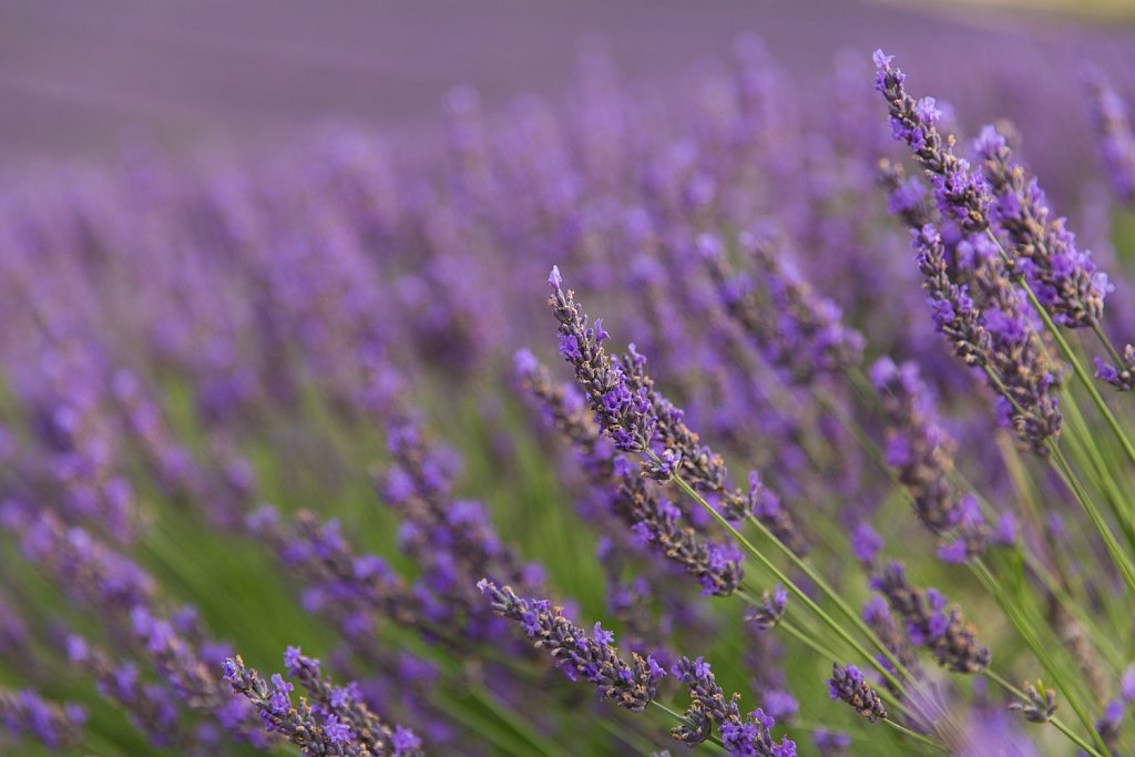 Lavendel