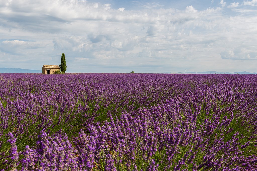 Lavendelveld