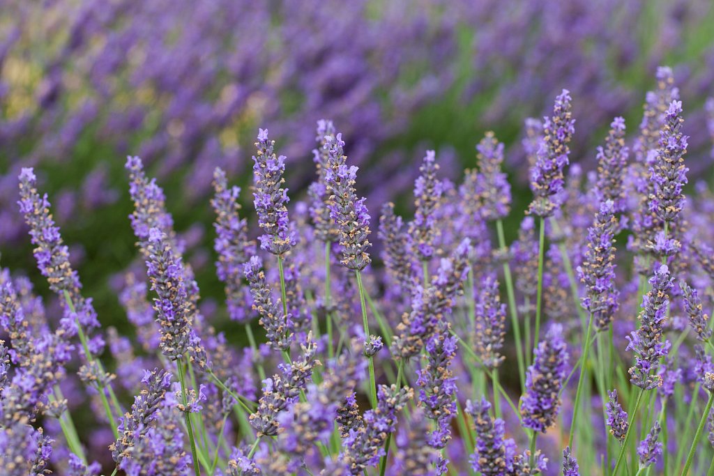 Lavendula Hidcote