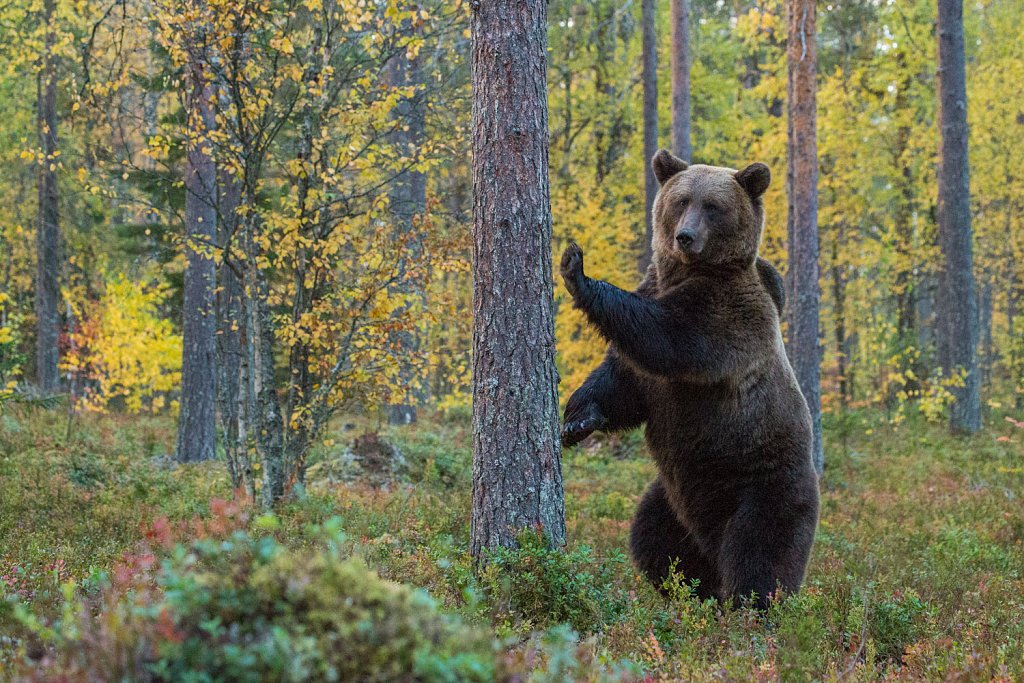 Bruine beer- Ursus arctos