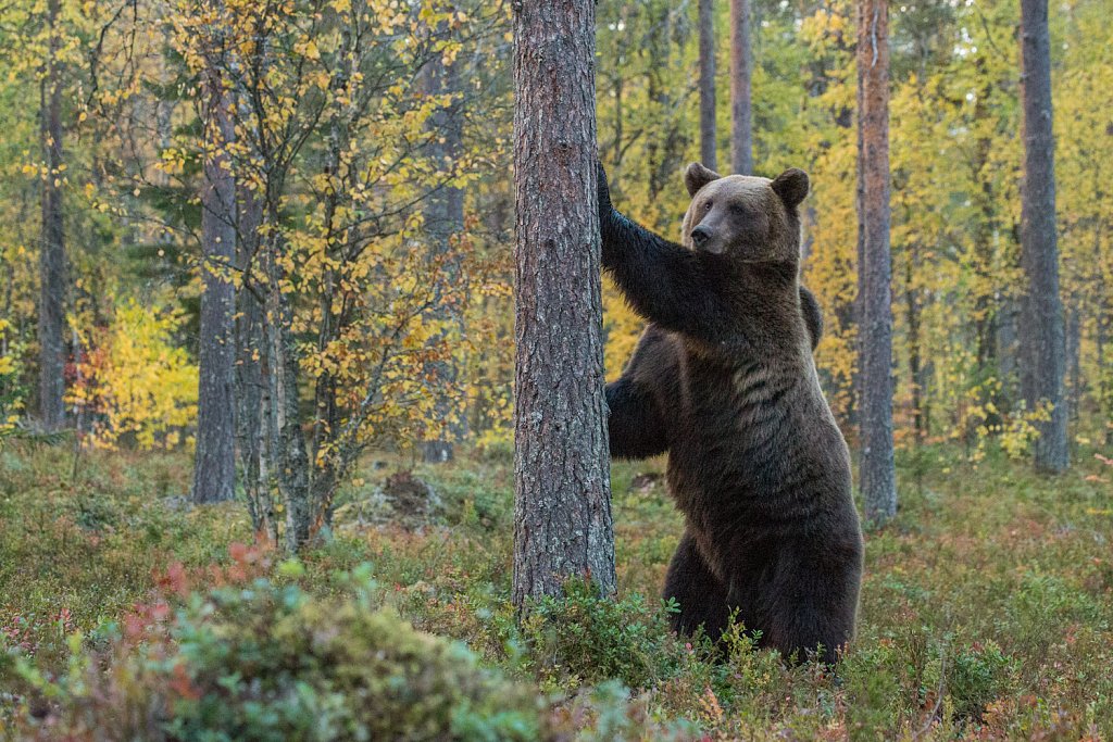 Bruine beer Ursus arctos