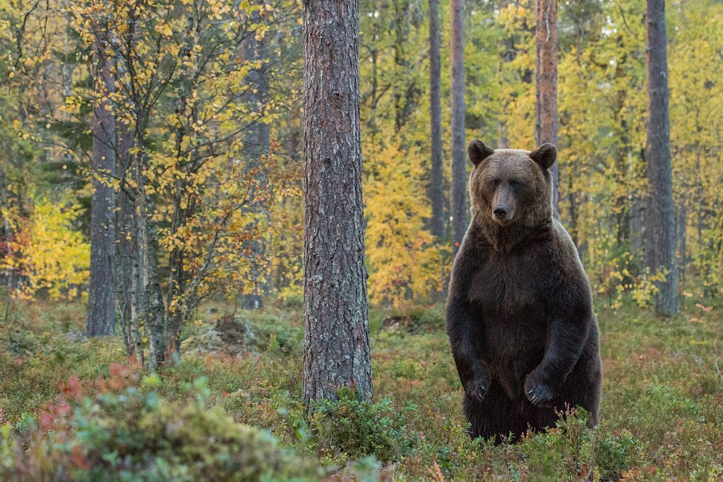 Bruine beer-Ursus arctos