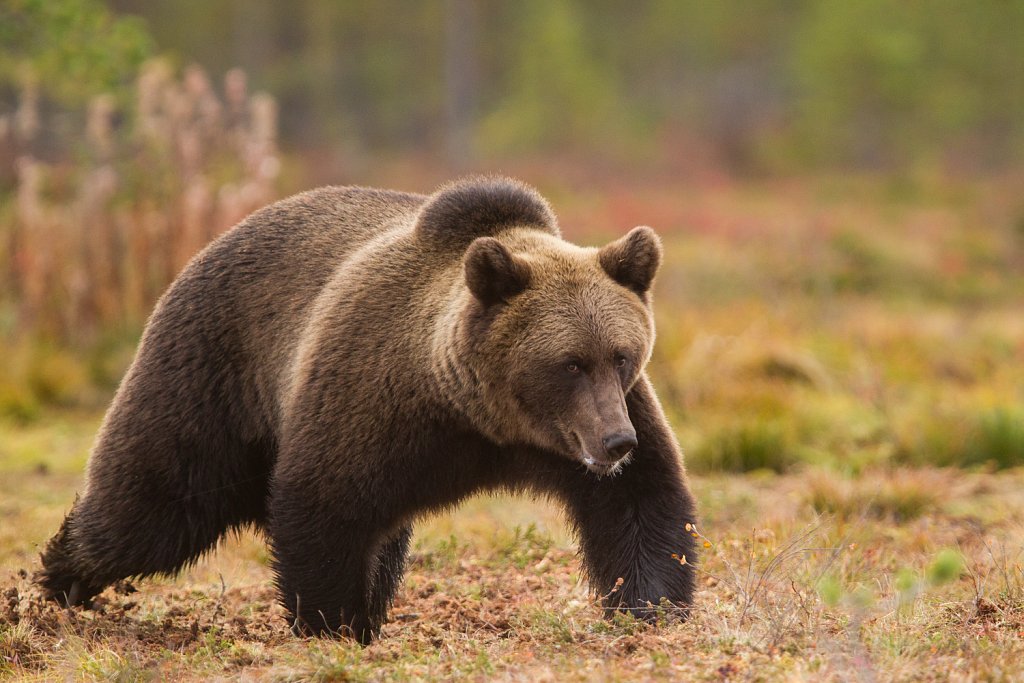 Bruine beer- Ursus arctos