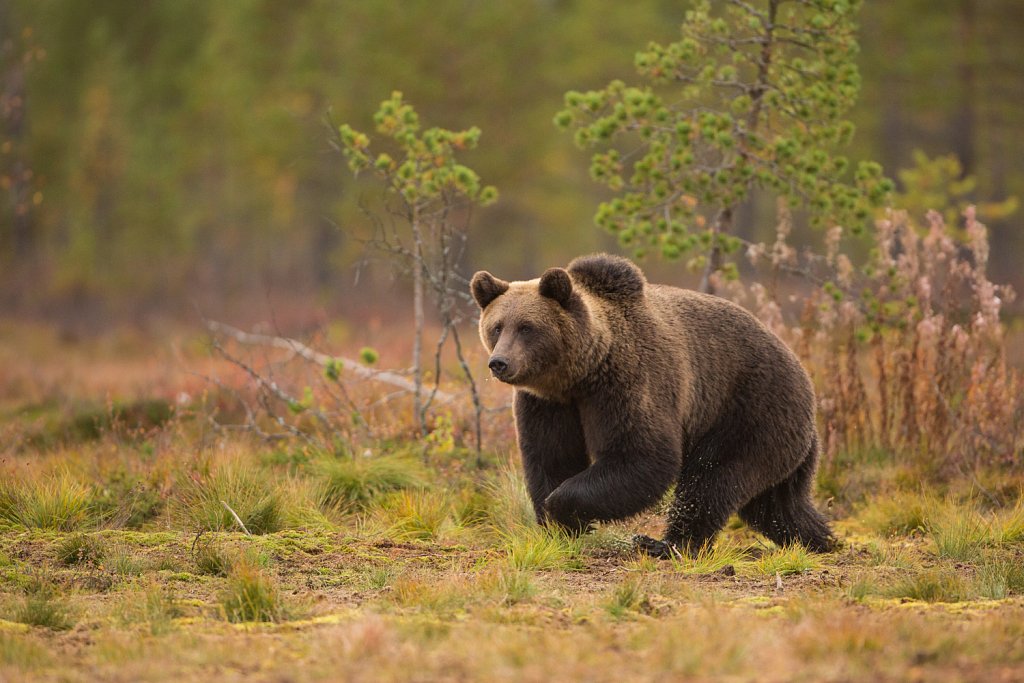 Bruine beer- Ursus arctos