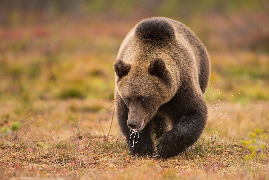 Bruine beer- Ursus arctos