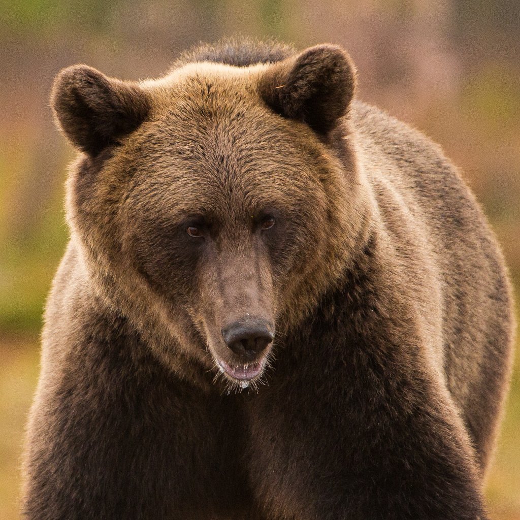 Bruine beer- Ursus arctos