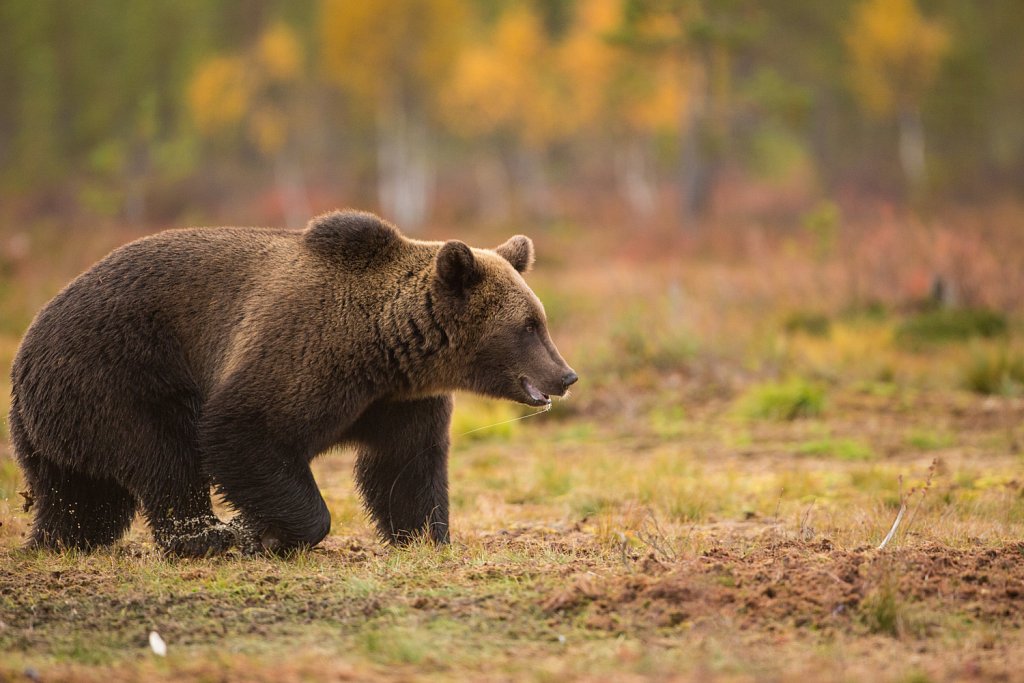 Bruine beer- Ursus arctos