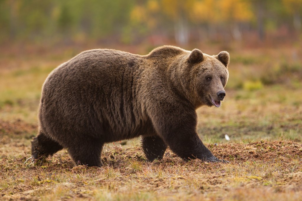 Bruine beer- Ursus arctos