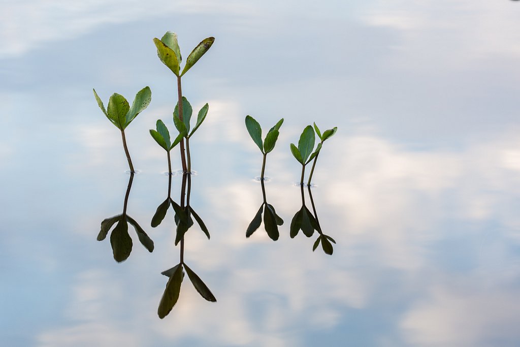 Reflecties van waterdrieblad.