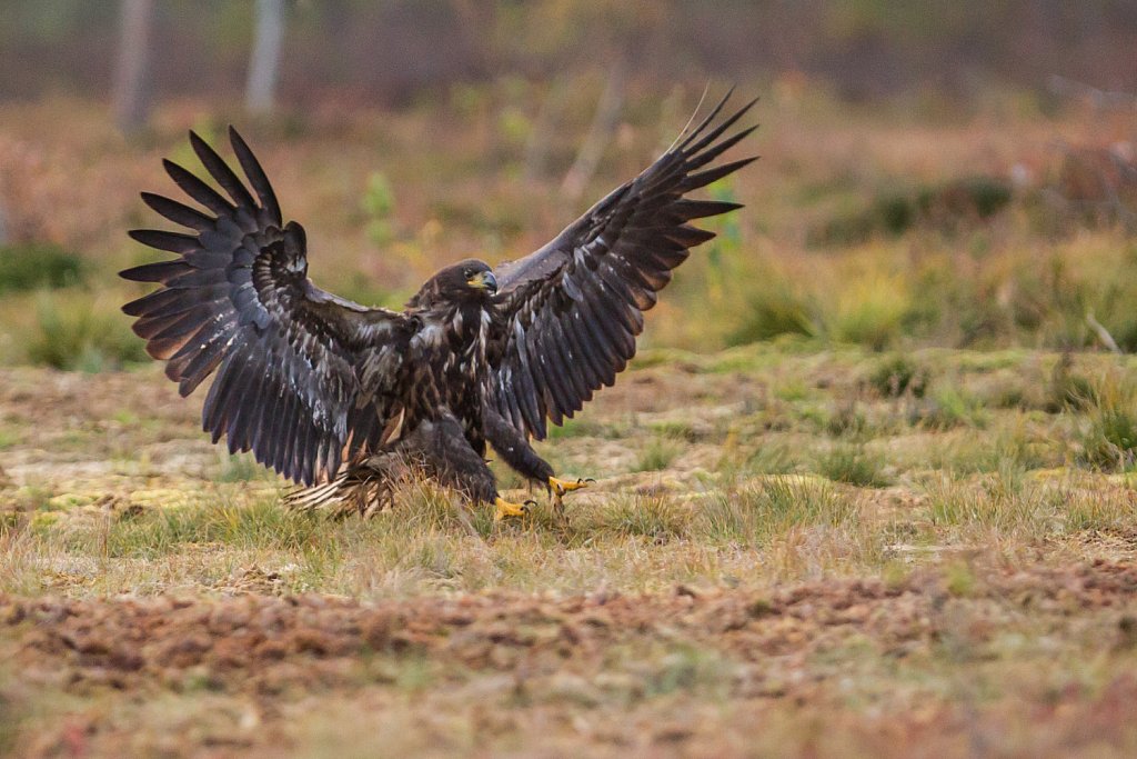 Zeearend- Haliaeetus albicilla