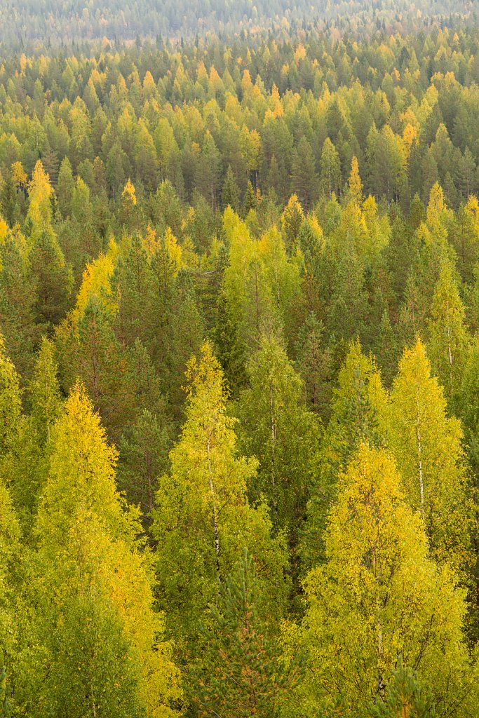 Herfskleuren in de Taiga