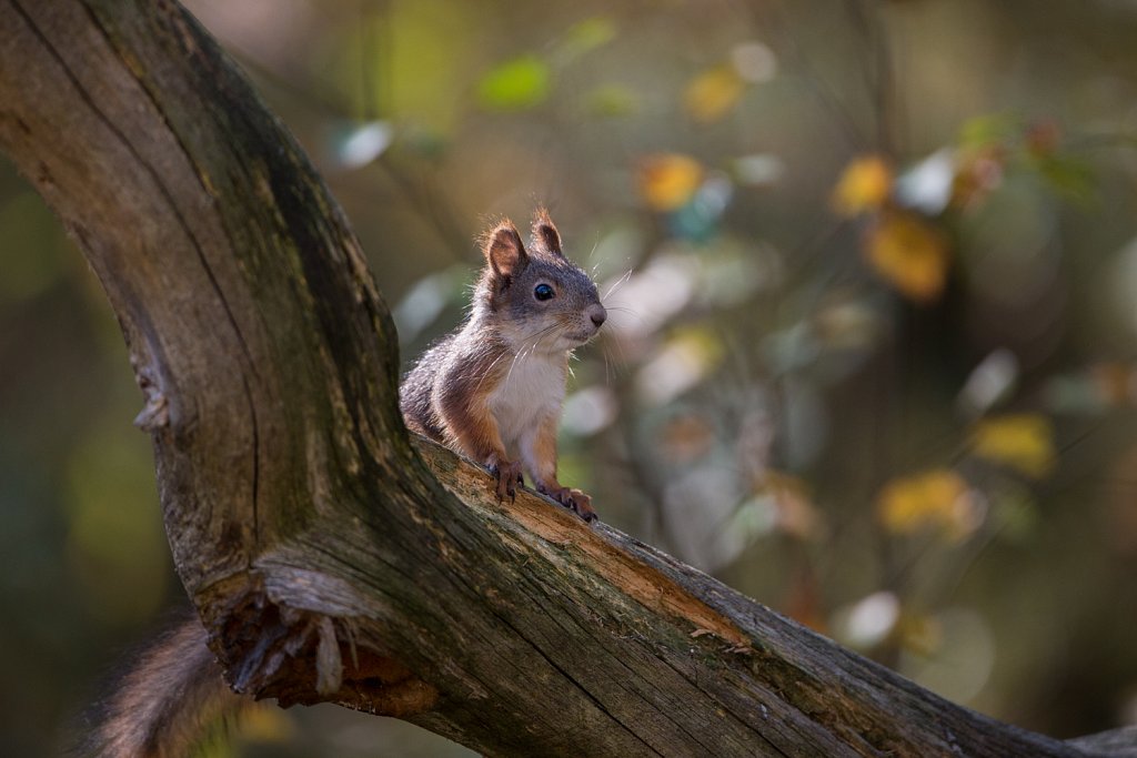 Eekhoorn- Sciurus vulgari