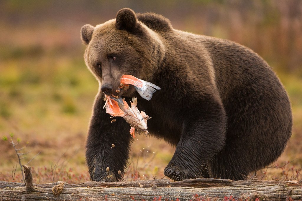 Bruine beer_Ursus arctos