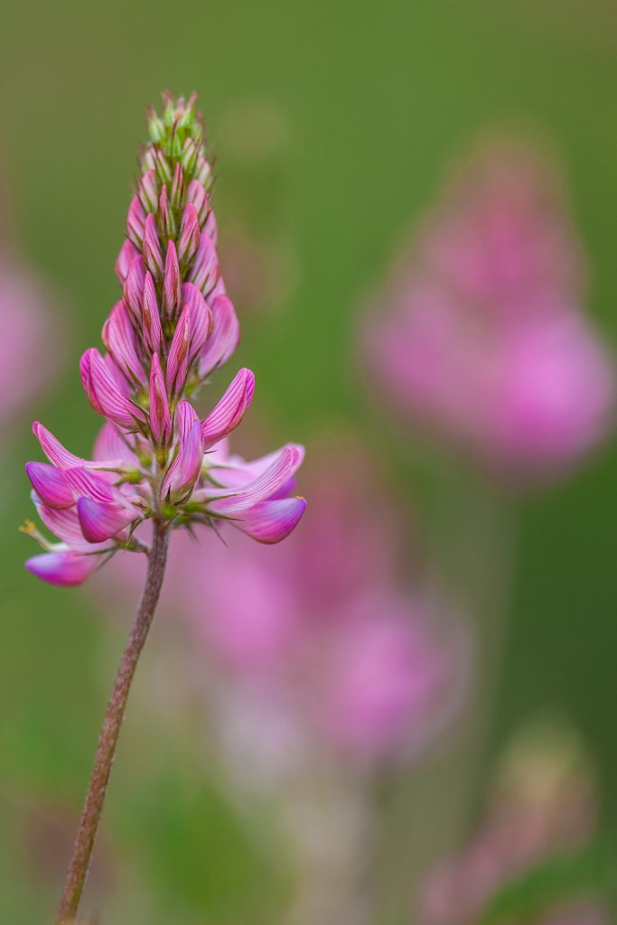 Esparcette_Onobrychis viciifolia