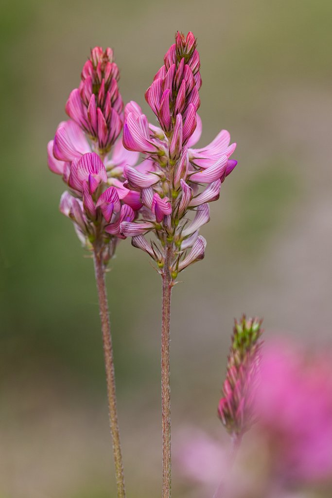 Esparcette_Onobrychis viciifolia