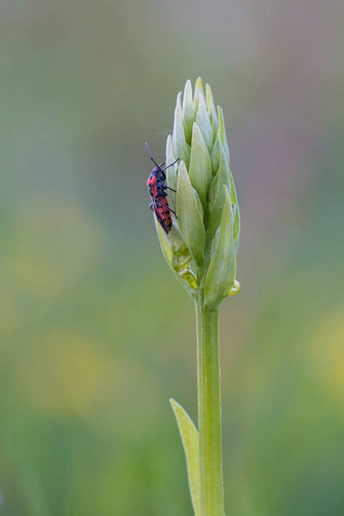 Lygaeus equestris