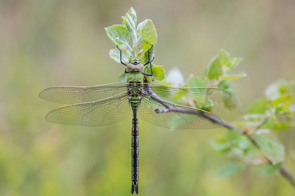 Grote keizerlibel_Anax imperator