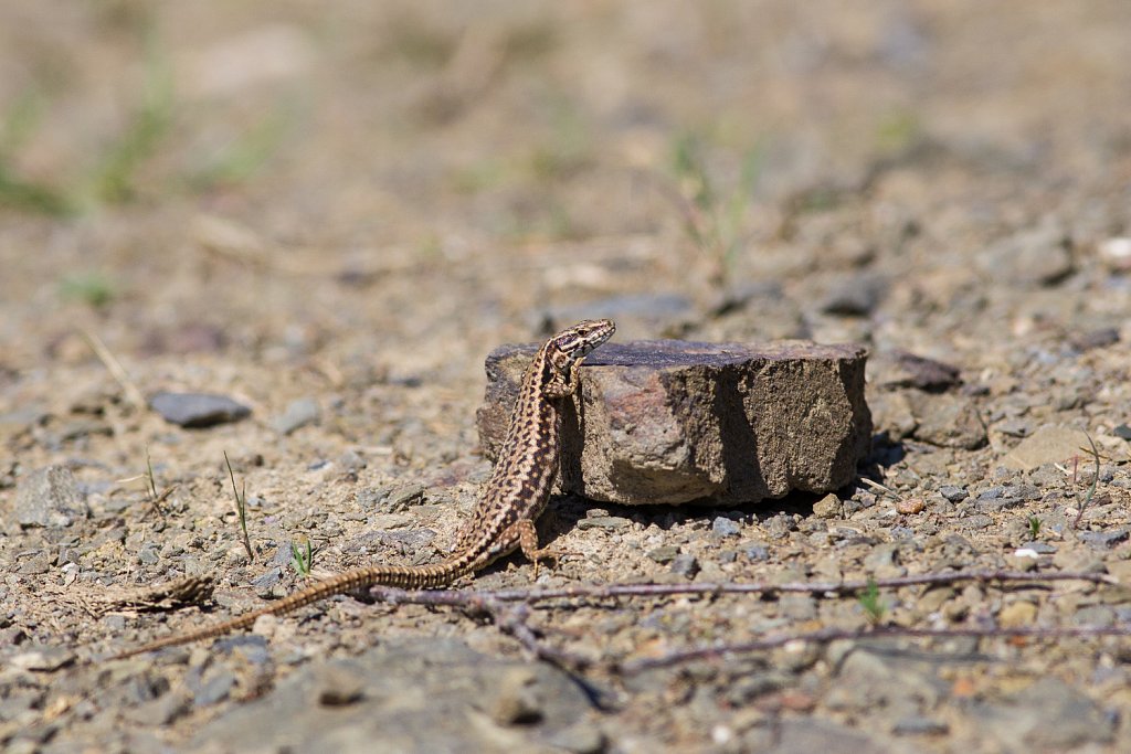 Muurhagedis_Podarcis muralis