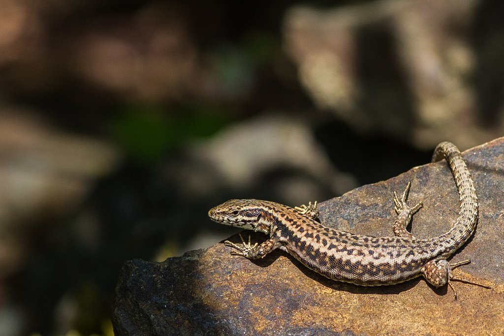 Muurhagedis_Podarcis muralis