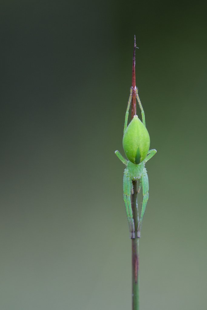 Groene jachtkrabspin_Micrommata rosea_vr