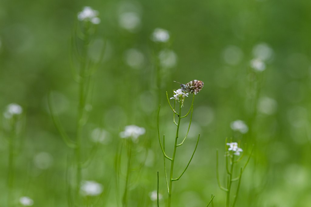 Oranjetipje_Anthocharis cardamine