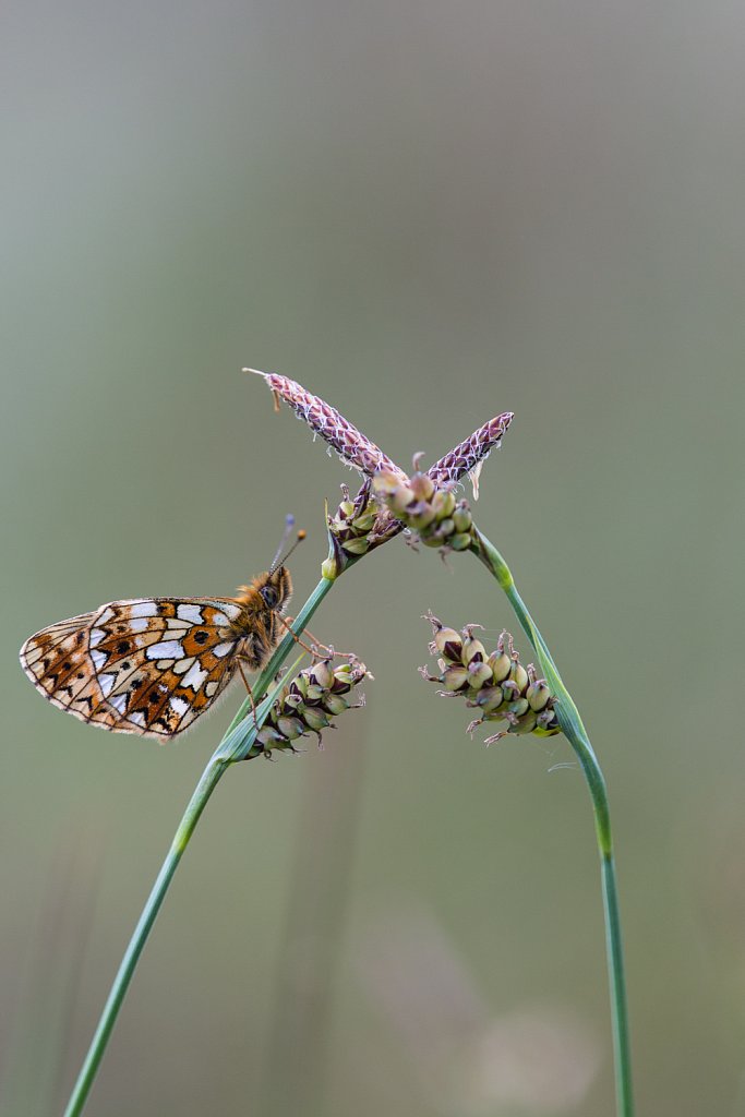 Vlinders en rupsen