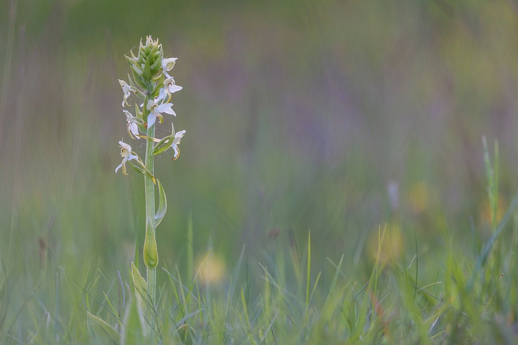 Bergnachtorchis_Planthanthera bifolia