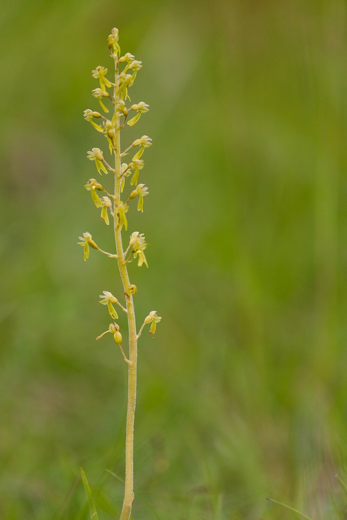 Grote keverorchis_Listera ovata