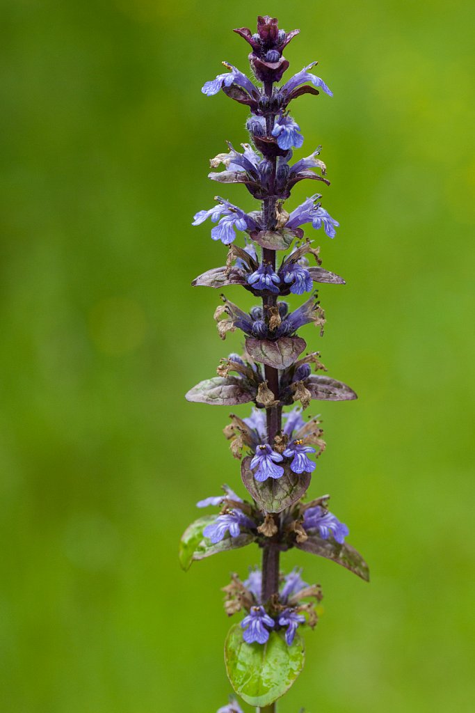 Kruipend zenegroen_Ajuga reptans-