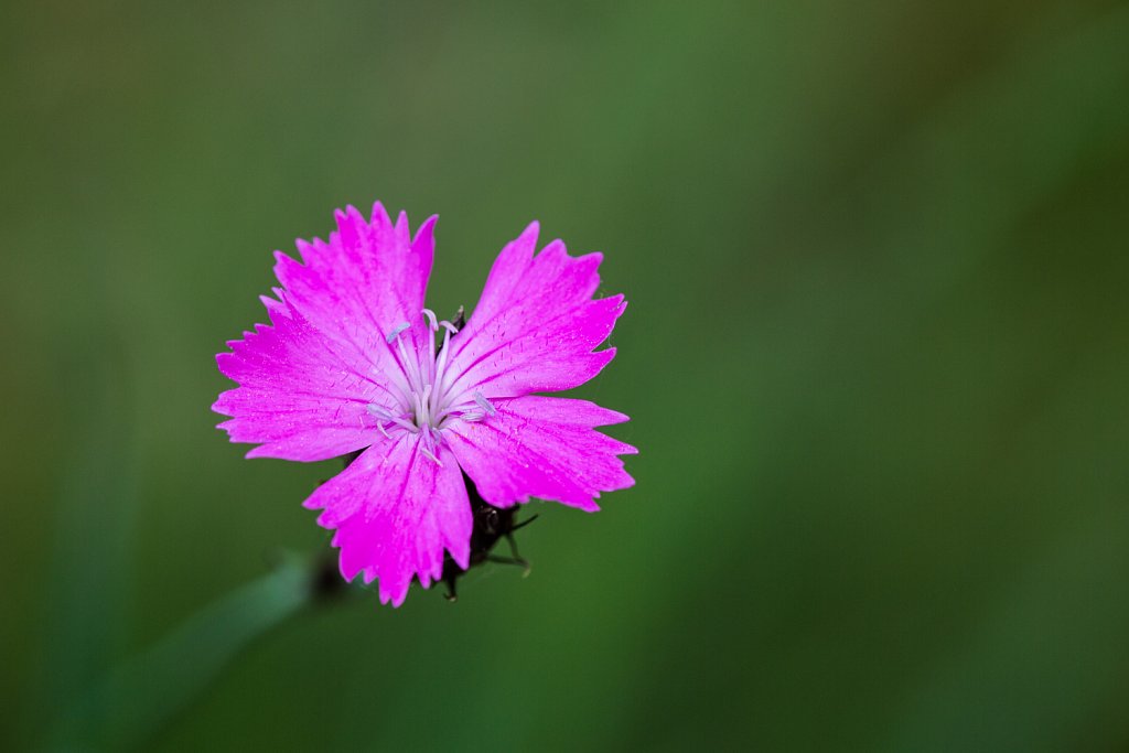 Kartuizeranjer_Dianthus carthusianorum