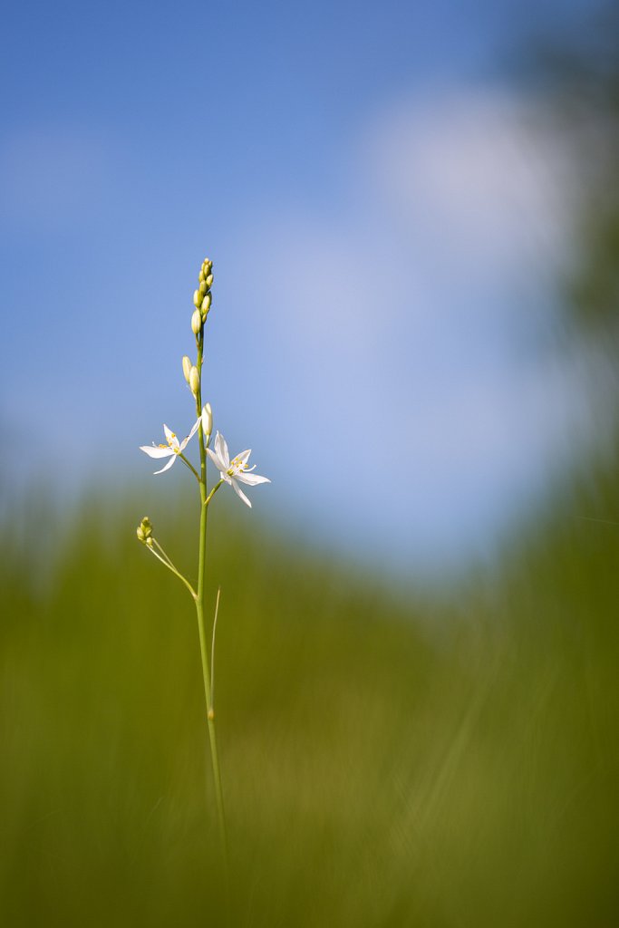 Grote graslelie_Anthericum liliago