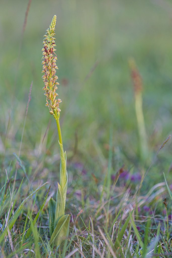 Poppenorchis_Aceras anthropophorum