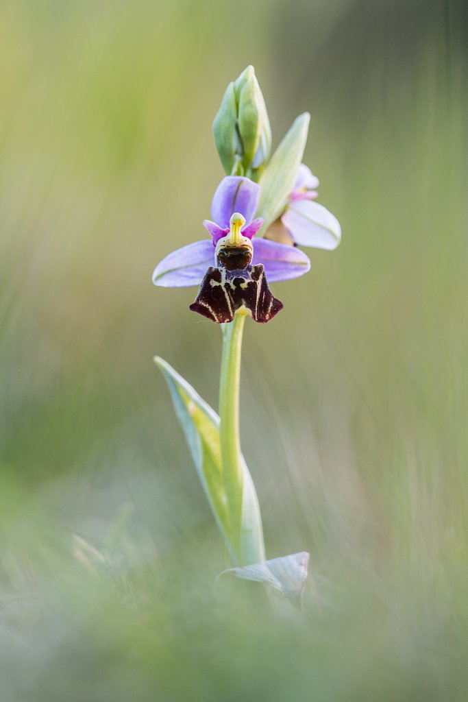 Hommelorchis_Ophrys fuciflora
