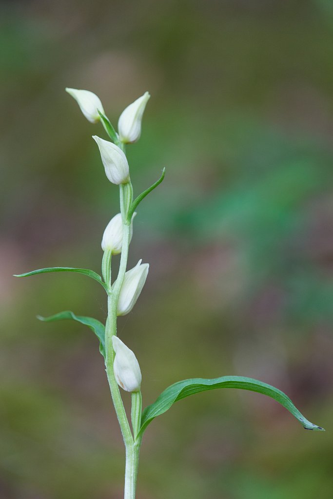 Bleek bosvogeltje_Cephalanthera damasonium