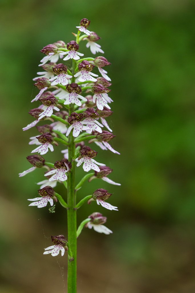 Bruine orchis_Orchis purpurea