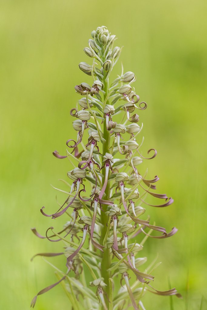 Bokkenorchis_Humanthoglossum hircinum