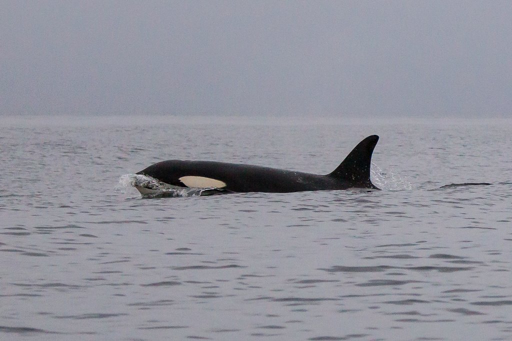 Orka_Orcinus orca