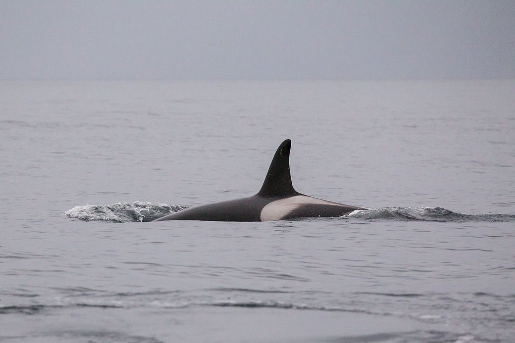 Orka_Orcinus orca