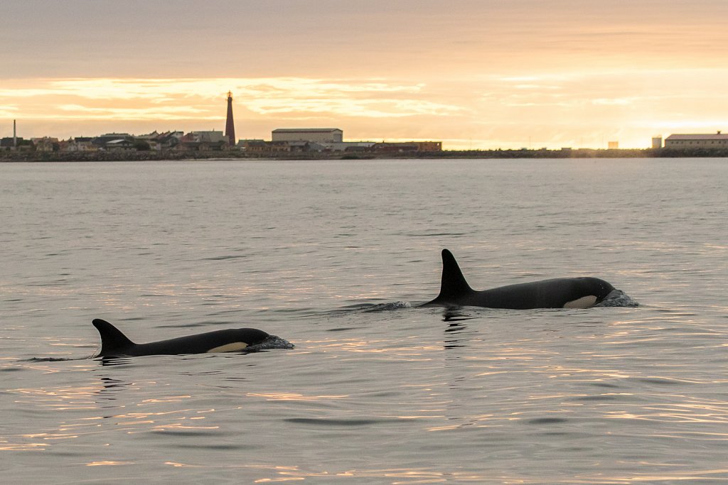 Orka_Orcinus orca