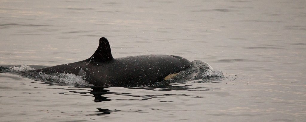 Orka_Orcinus orca