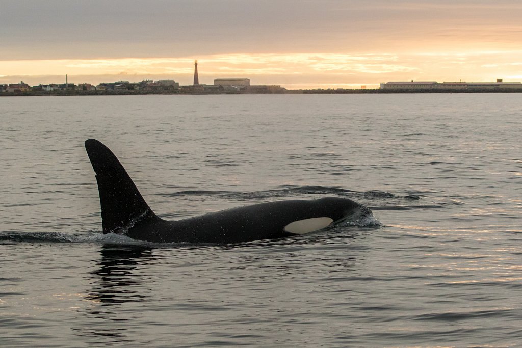 Orka_Orcinus orca