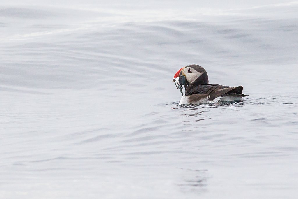 Papegaaiduiker_Fratercula arctica met visjes