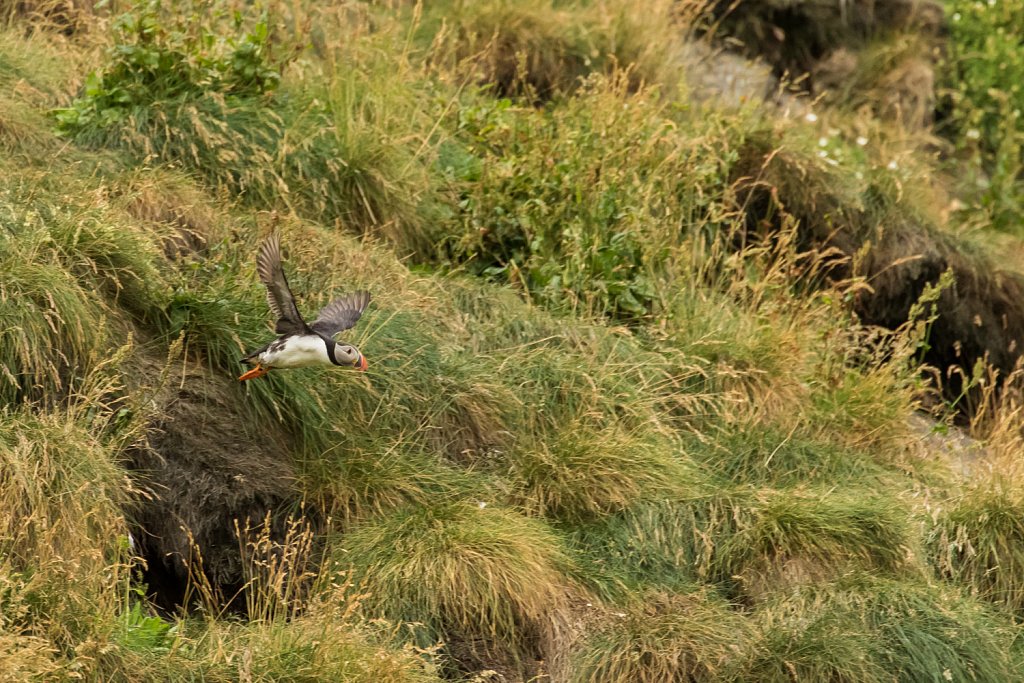 Papegaaiduiker_Fratercula arctica