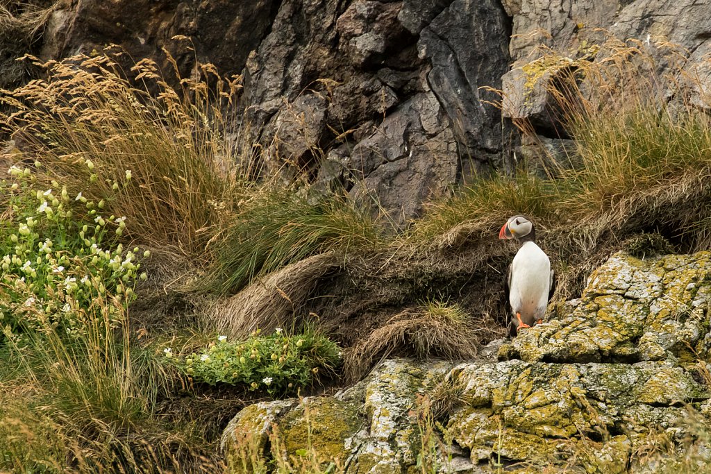 Papegaaiduiker_Fratercula arctica