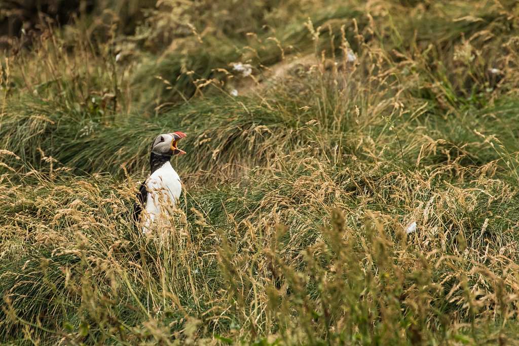 Papegaaiduiker_Fratercula arctica