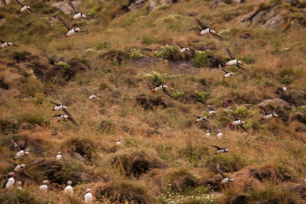 Papegaaiduiker_Fratercula arctica