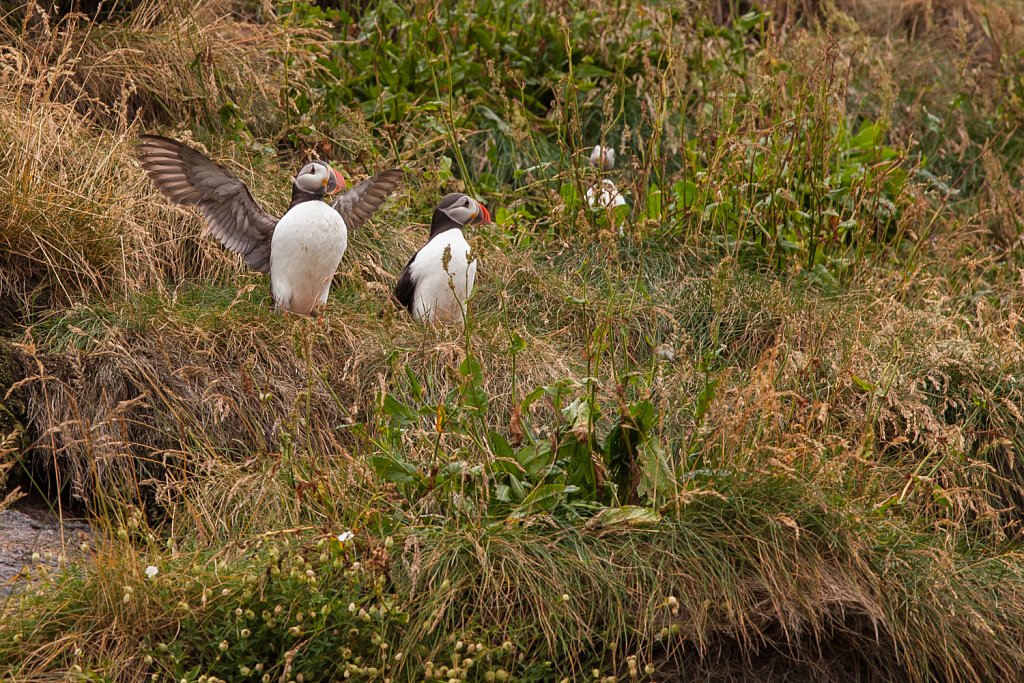 Papegaaiduiker_Fratercula arctica