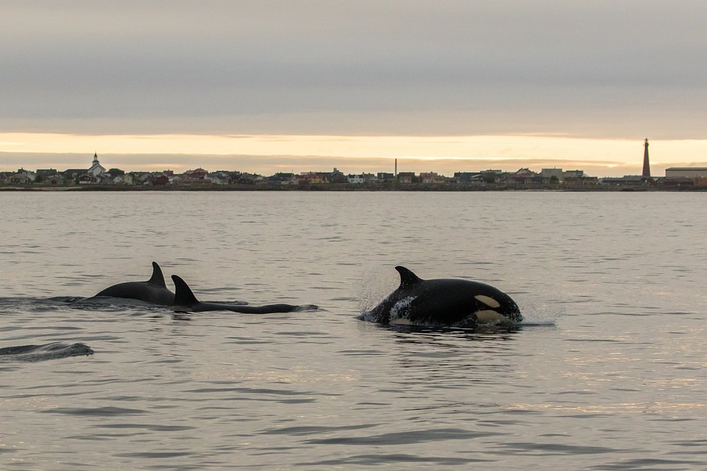 Orka_Orcinus orca