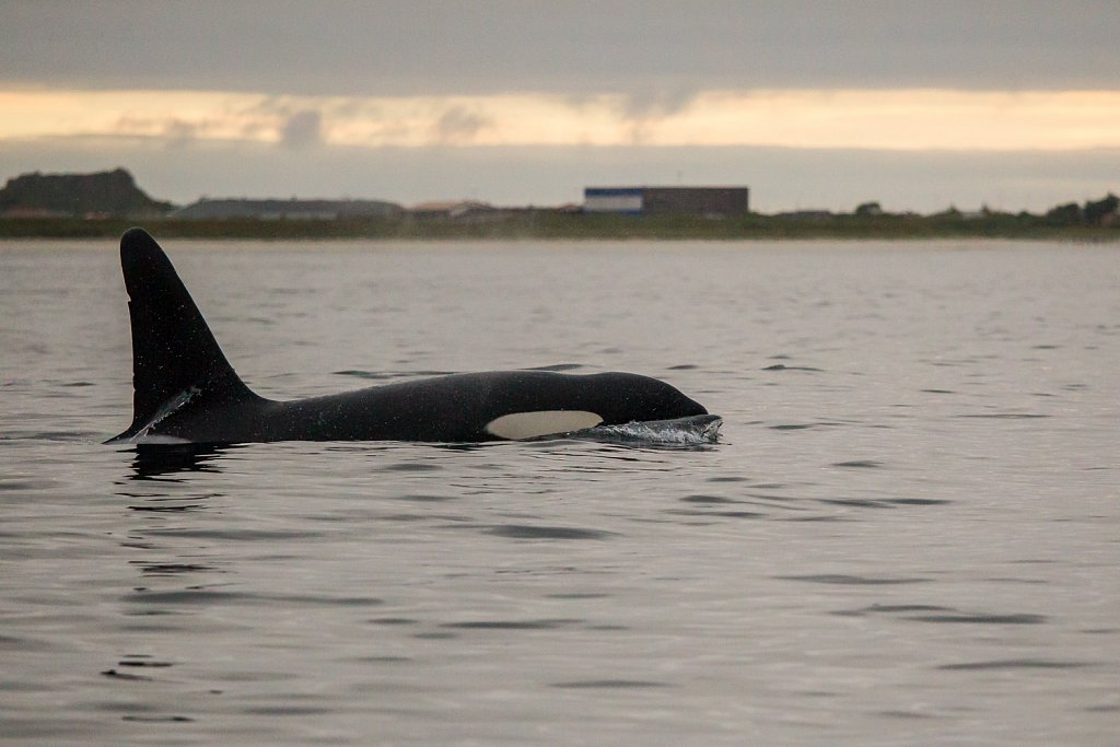 Orka_Orcinus orca