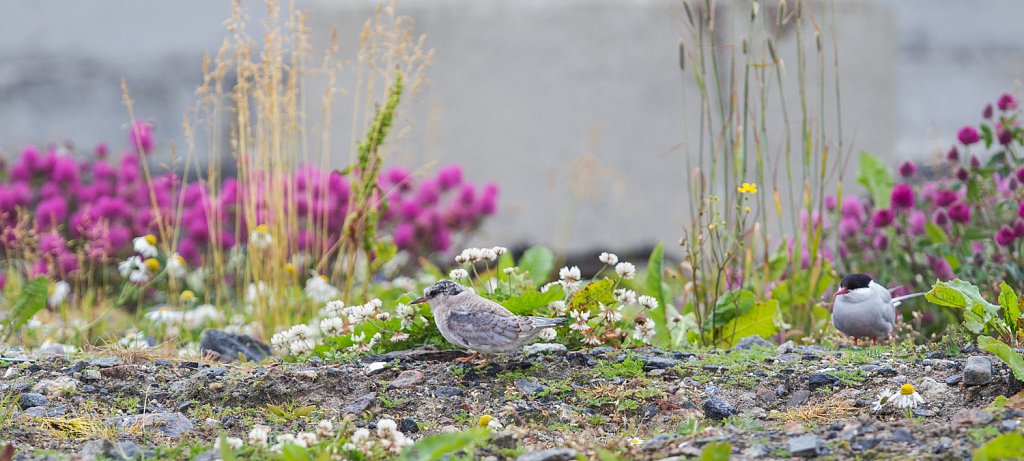 Noordse stern_Sterna paradisaea